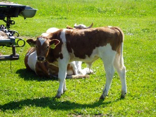 L'�t� dans les pr�s...