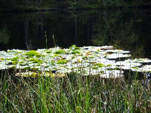 Etang de la Gru�re