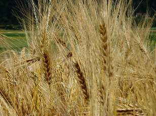 Dans les champs en juillet