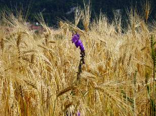 Dans les champs en juillet