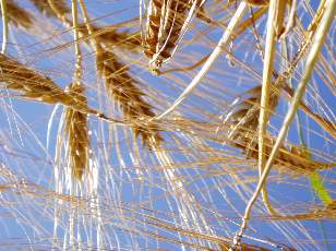 Dans les champs en juillet