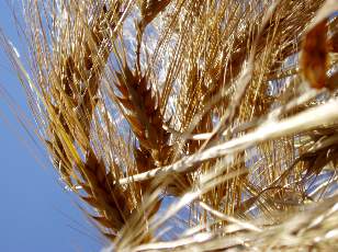 Dans les champs en juillet