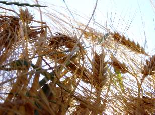 Dans les champs en juillet