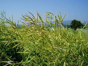 Dans les champs en juillet