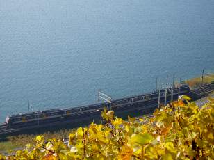Vigne du Lavaux en novembre avec vue sur le lac L�man