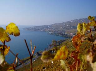 Vigne du Lavaux en novembre avec vue sur le lac L�man