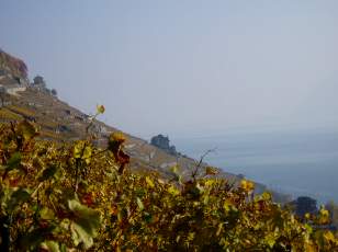 Vigne du Lavaux en novembre avec vue sur le lac L�man