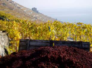 Vigne du Lavaux en novembre avec vue sur le lac L�man
