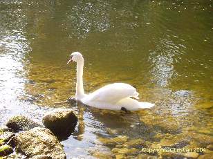 Le lac de Neuch�tel