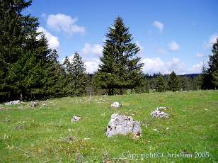 Les Sapins du Jura