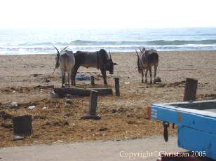 Bord de mer � Madras