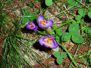 Magie et Beaut� de la Nature