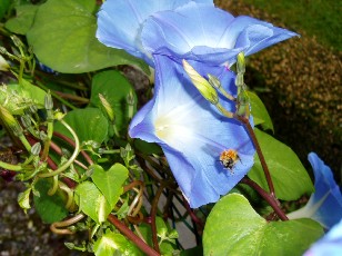 Magie et Beaut� de la Nature