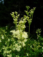 Fleurs d'�t� dans le Jura Vaudois, La Vraconnaz, Switzerland