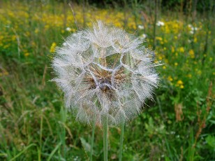 Fleurs d'�t� dans le Jura Vaudois, La Vraconnaz, Switzerland