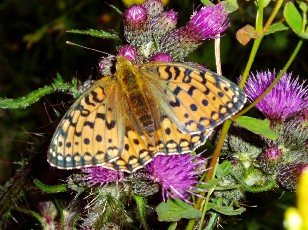 Fleurs d'�t� dans le Jura Vaudois, La Vraconnaz, Switzerland