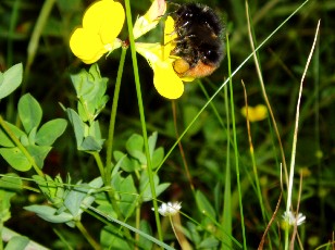 Fleurs d'�t� dans le Jura Vaudois, La Vraconnaz, Switzerland
