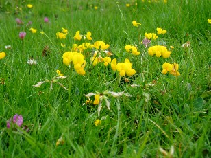 Fleurs d'�t� dans le Jura Vaudois, La Vraconnaz, Switzerland