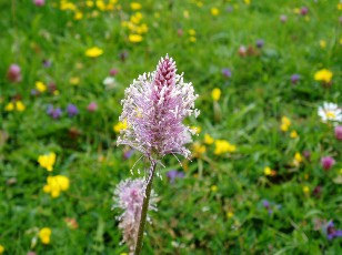 Fleurs d'�t� dans le Jura Vaudois, La Vraconnaz, Switzerland