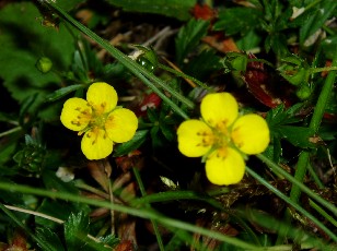 Fleurs d'�t� dans le Jura Vaudois, La Vraconnaz, Switzerland