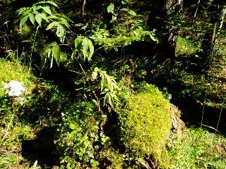 Couleurs d'automne dans le Jura Vaudois � L'Auberson 