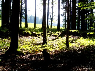 Couleurs d'automne dans le Jura Vaudois � L'Auberson 