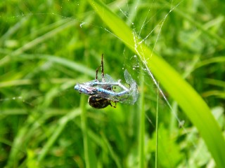 Libellule prise au pi�ge