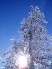 Beaut� de la Nature