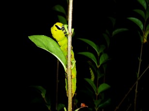 Jardin botanique au mois d'ao�t � Berne