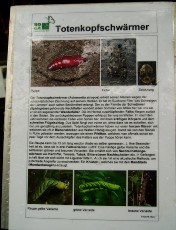 Jardin botanique au mois d'ao�t � Berne