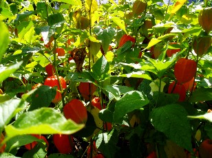Jardin botanique au mois d'ao�t � Berne