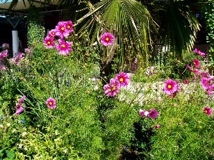 Jardin botanique au mois d'ao�t � Gen�ve
