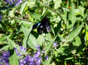 Jardin botanique au mois d'ao�t � Gen�ve
