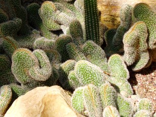 Jardin botanique au mois d'ao�t � Gen�ve