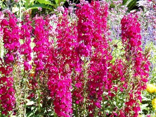 Jardin botanique au mois d'ao�t � Gen�ve