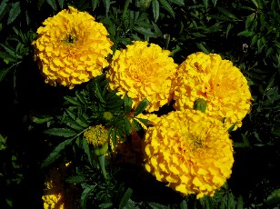 Jardin botanique au mois d'ao�t � Gen�ve