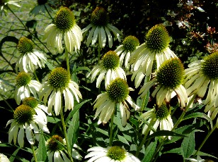 Jardin botanique au mois d'ao�t � Gen�ve
