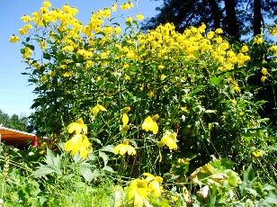 Jardin botanique au mois d'ao�t � Gen�ve