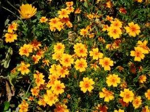 Jardin botanique au mois d'ao�t � Neuch�tel