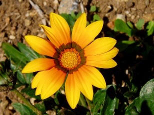 Jardin botanique au mois d'ao�t � Neuch�tel