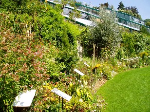 Jardin botanique au mois d'ao�t � Neuch�tel
