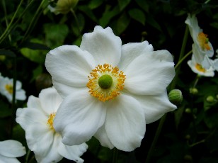 Jardin botanique au mois d'ao�t � Neuch�tel