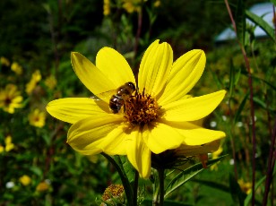 Jardin botanique au mois d'ao�t � Neuch�tel