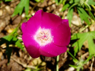 Jardin botanique au mois d'ao�t � Neuch�tel