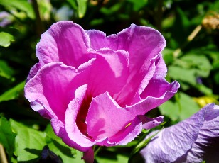 Jardin botanique au mois d'ao�t � Neuch�tel