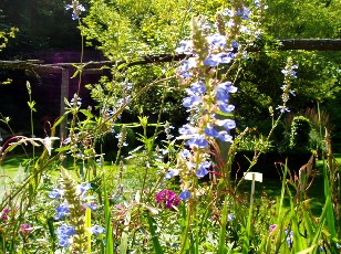 Jardin botanique au mois d'ao�t � Neuch�tel