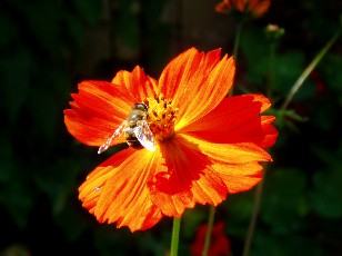 Jardin botanique au mois d'ao�t � Neuch�tel