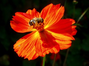 Jardin botanique au mois d'ao�t � Neuch�tel