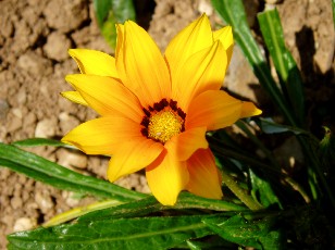 Jardin botanique au mois d'ao�t � Neuch�tel