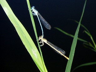 L'�tang et ses libellules